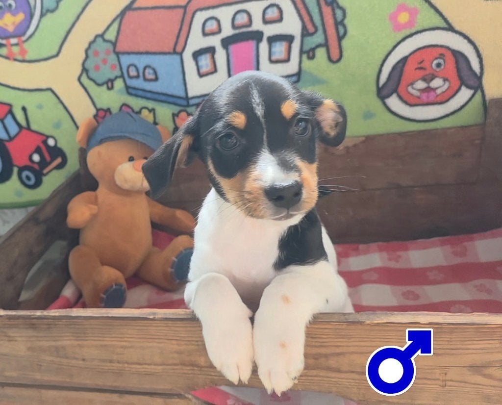mooie driekleur boerenfox pups, Dieren en Toebehoren, Honden | Niet-rashonden, Middel, Meerdere dieren, Particulier, Meerdere