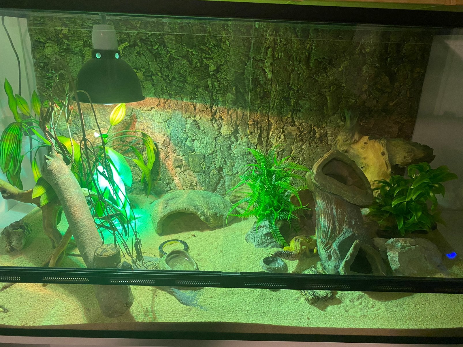 Luipaardgekko man, terrarium, warmte/uv lamp, Hagedis, Met terrarium, 3 tot 6 jaar