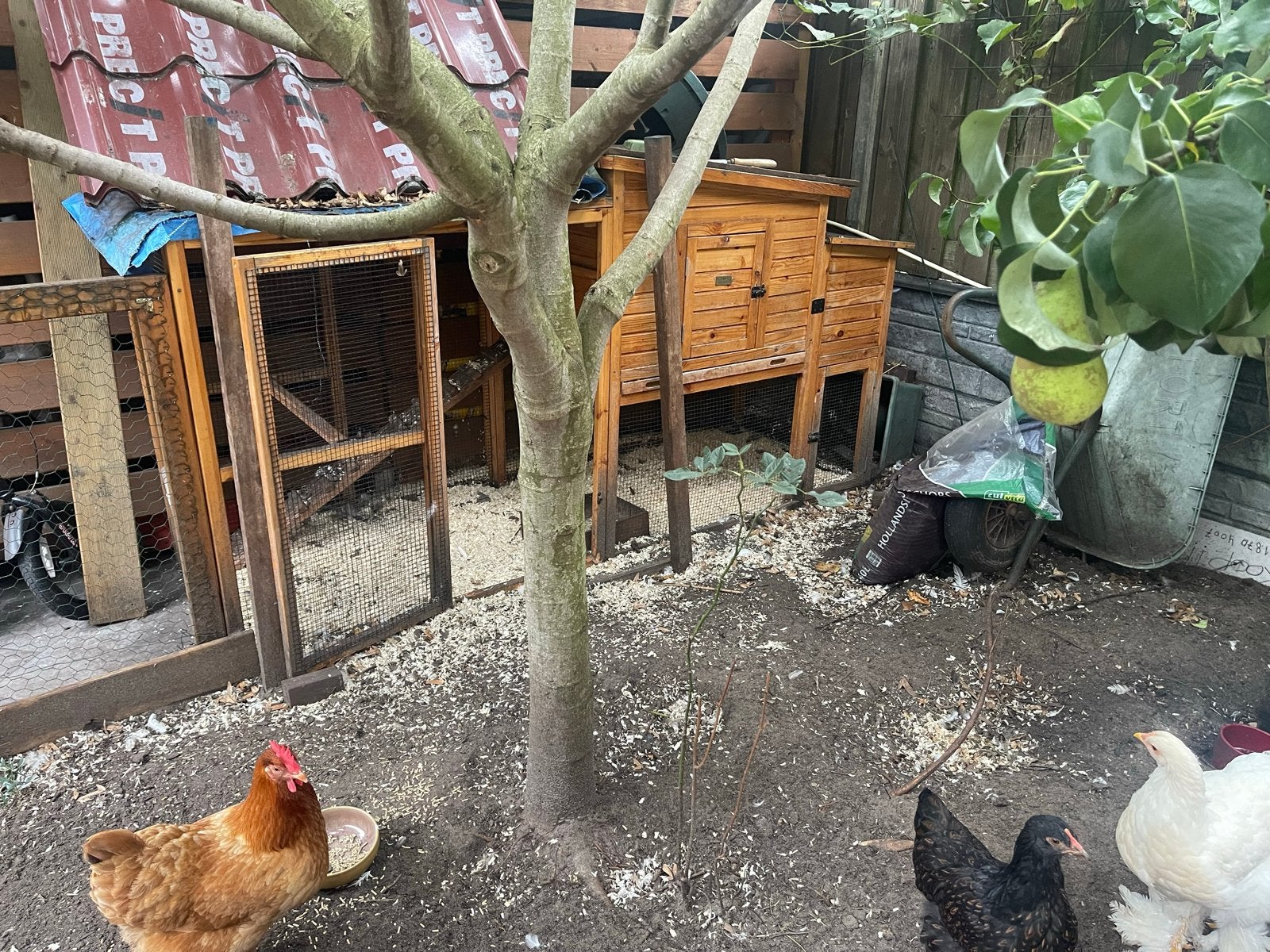 6 kippen, 1 haan, ook los te koop (optioneel hok), Dieren en Toebehoren, Vrouwelijk, Kip