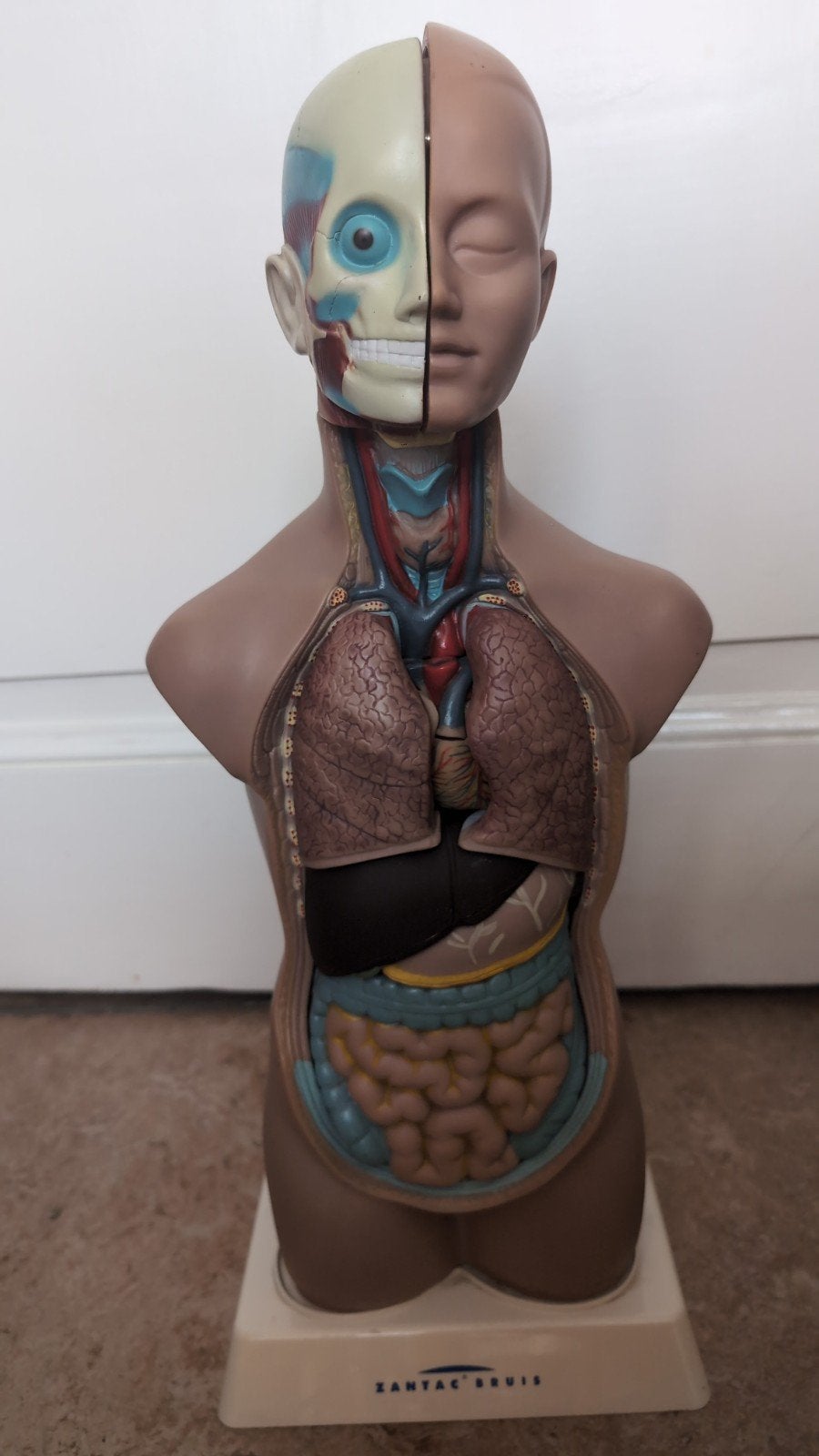 Vintage Anatomisch model menselijk torso Zantac Bruis, Ophalen of Verzenden, Gebruikt