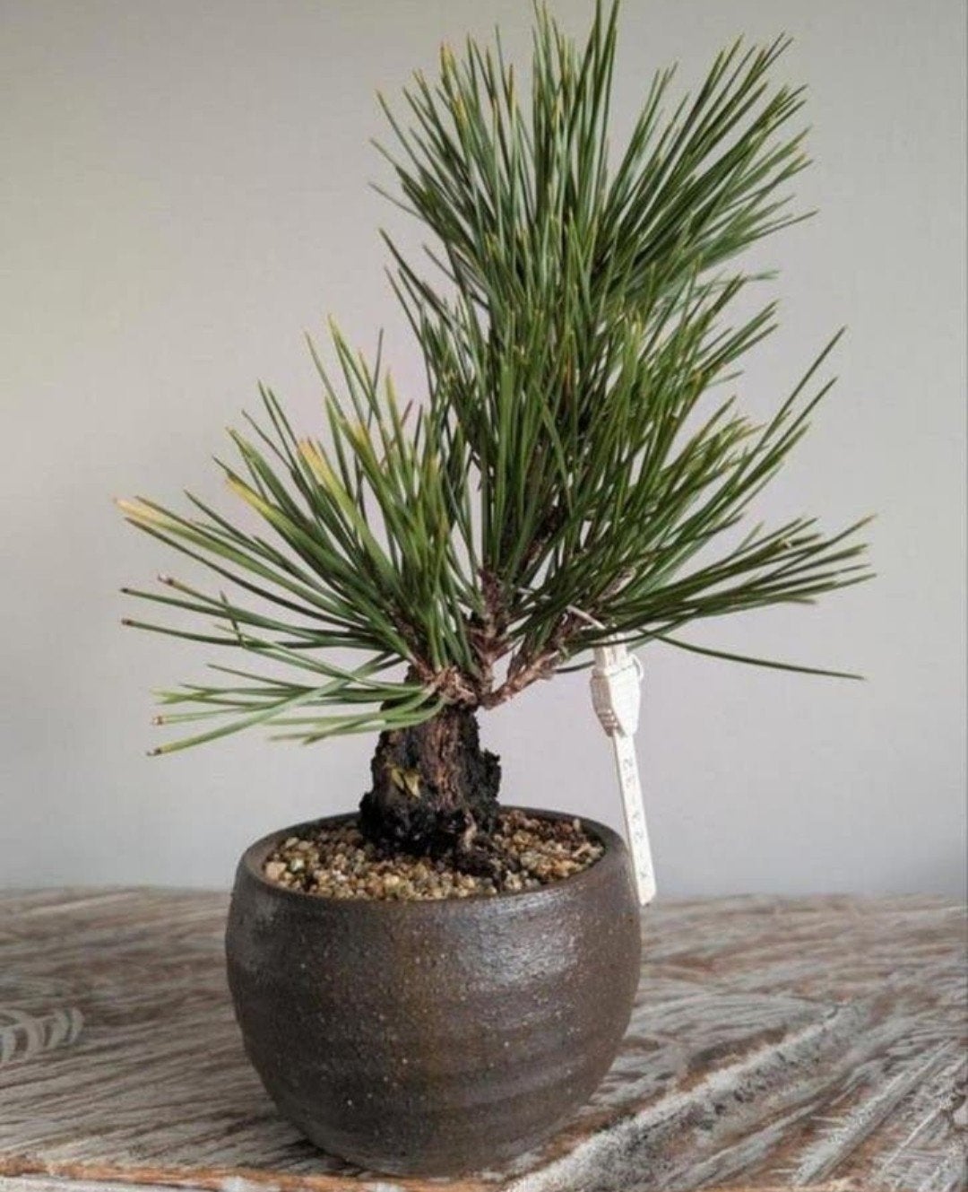 Pinus Thunbergii Corticosa 13 jaar, Bloeit niet, Halfschaduw, Minder dan 100 cm, Overige soorten