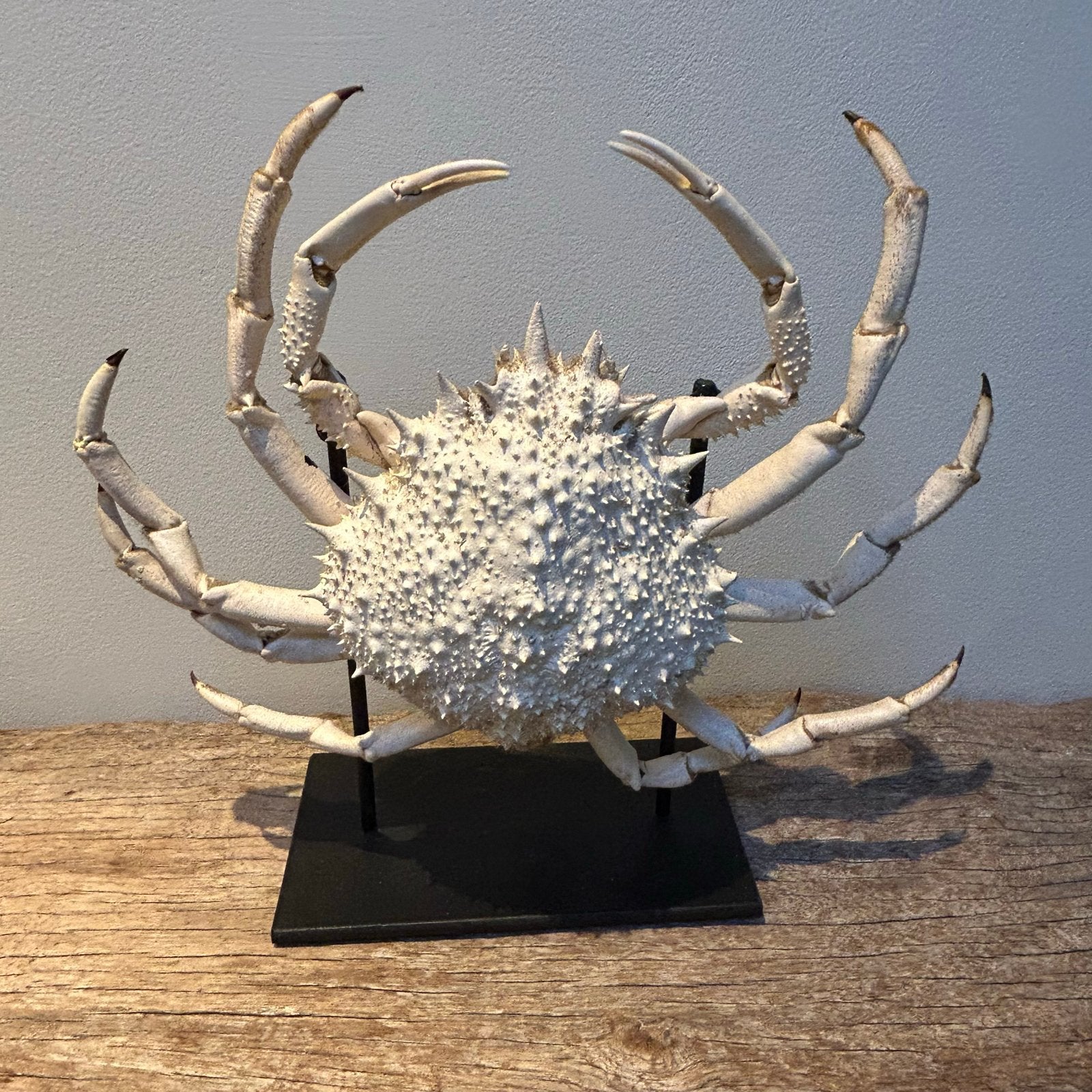 Opgezette Krab, Antiek en Kunst, Natuurlijk materiaal, Overige typen, Op standaard, Ophalen of Verzenden