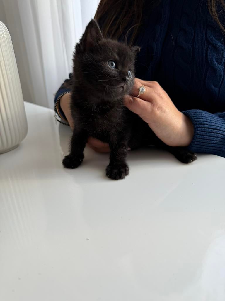 Kittens
