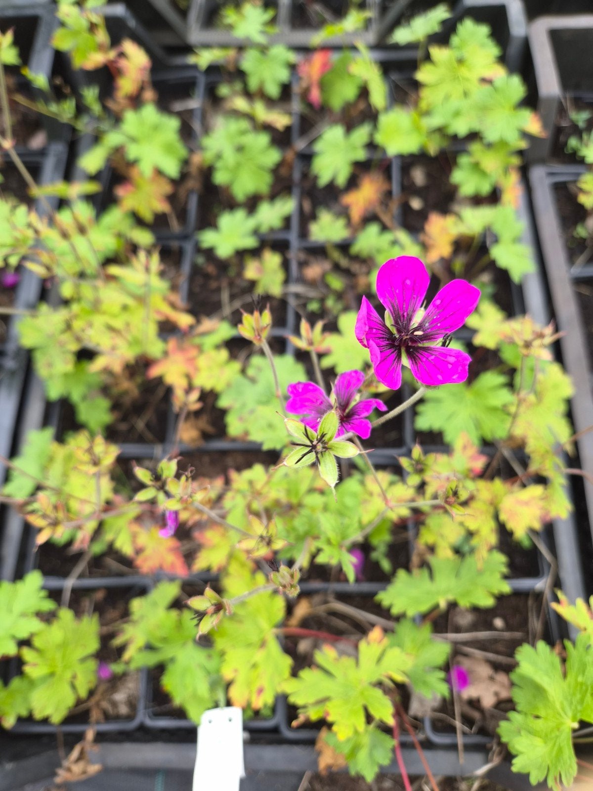 Geranium Dragon Heart - Levendige Vaste Plant P9, Overige soorten, Volle zon, Vaste plant, Ophalen of Verzenden