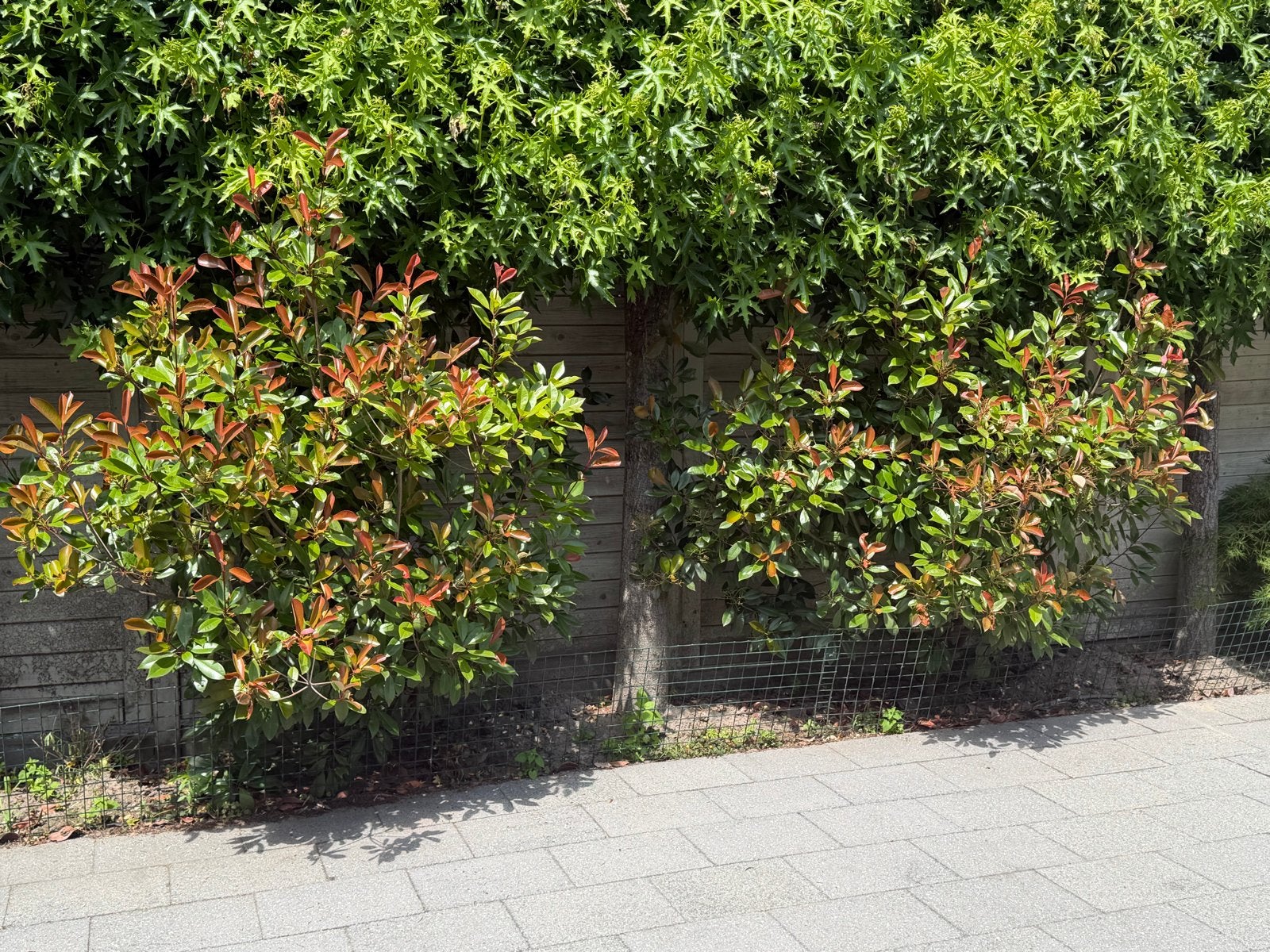 Glansmispel (Photinia Fraseri 'Red Robin') 2x, Volle zon, Vaste plant, Lente, Ophalen