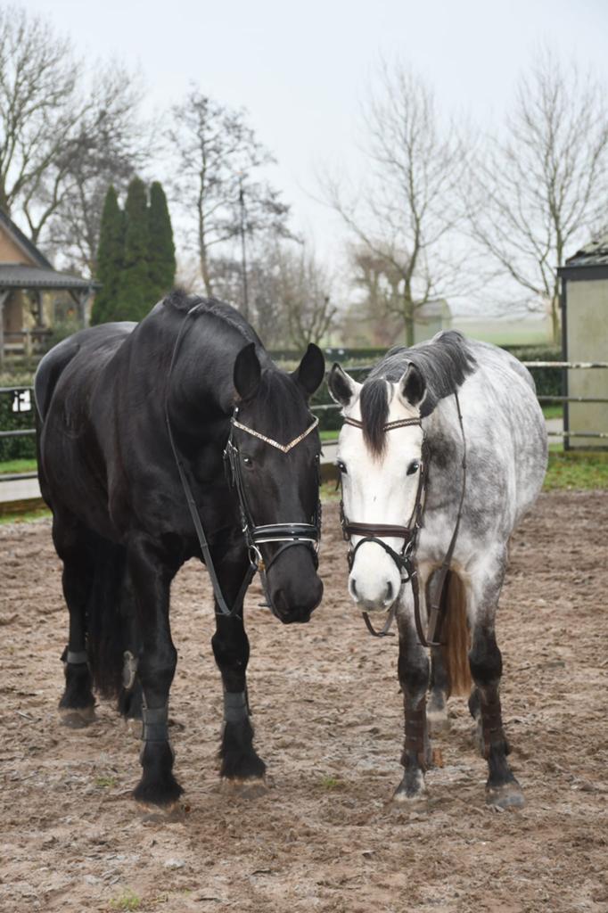 Vakantie-/verzorg paarden aangeboden / verzorger gezocht, Dieren en Toebehoren, Ophalen, Nieuw