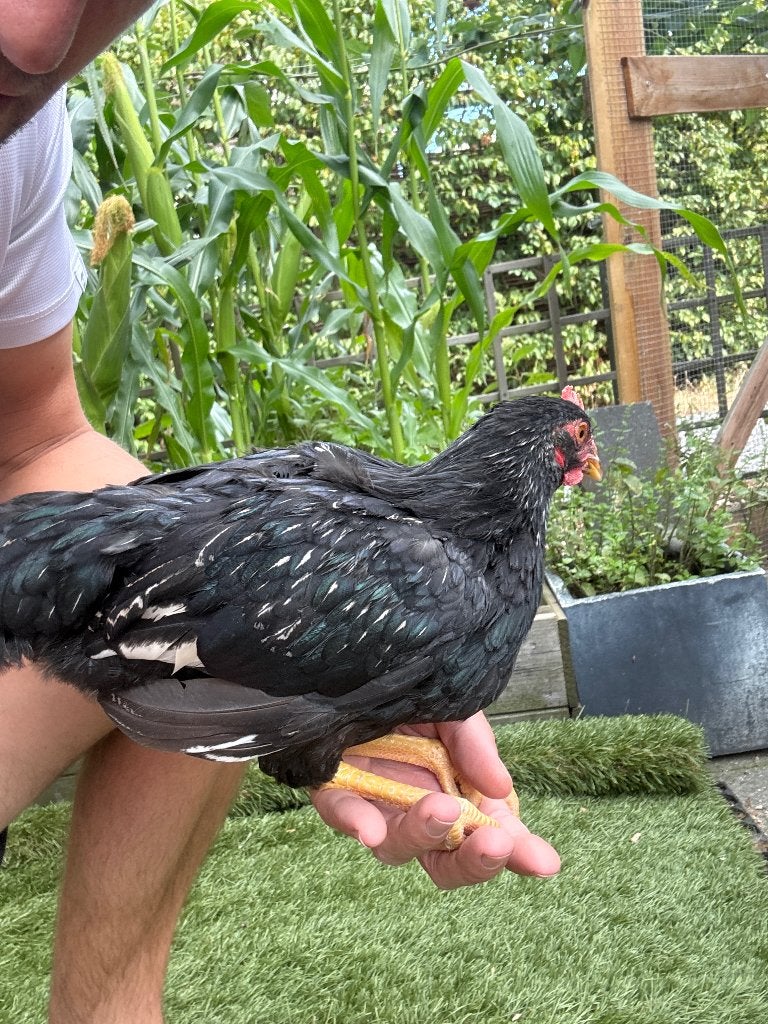 Barnevelder kriel Haan, Dieren en Toebehoren, Mannelijk, Kip