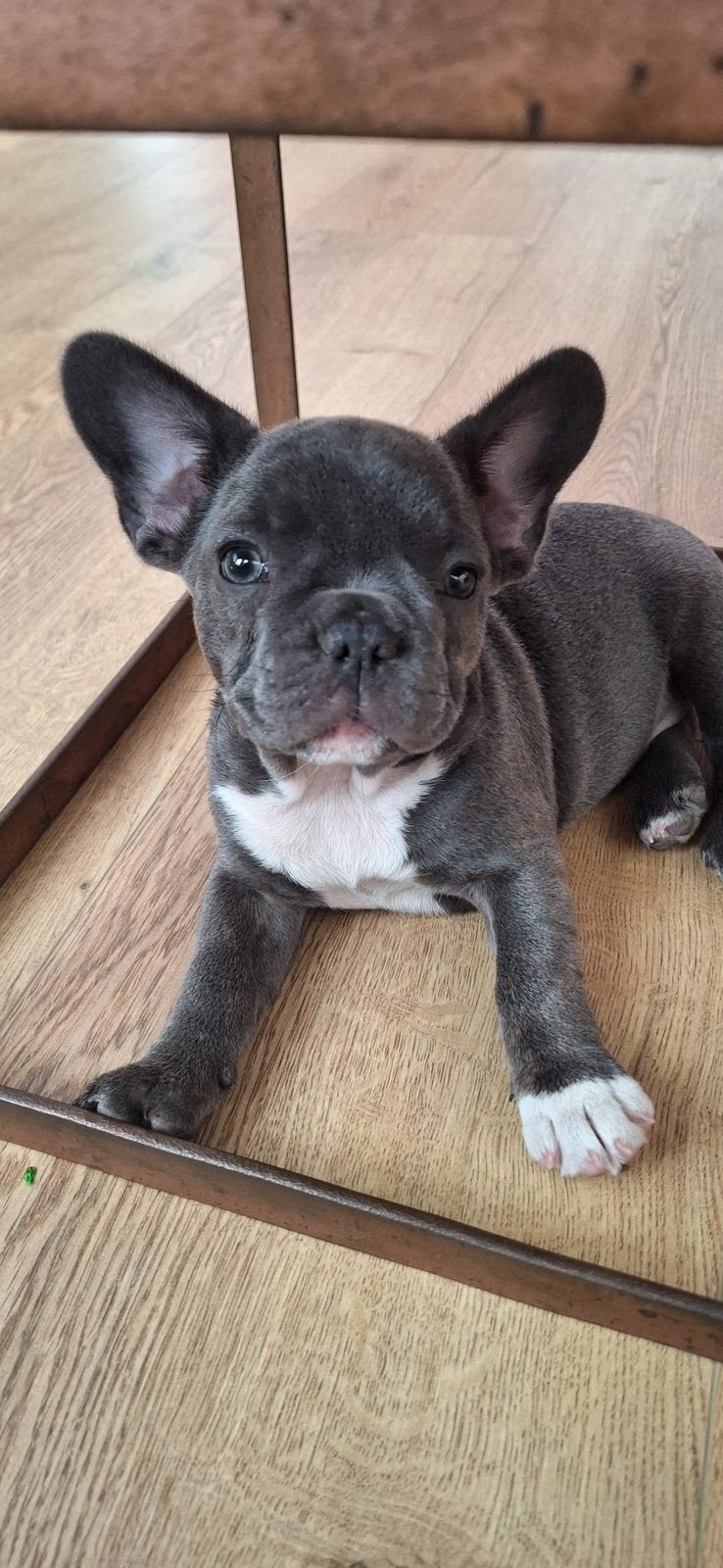Franse bulldog 10weken, 8 tot 15 weken, Teef, Parvo, Bulldog