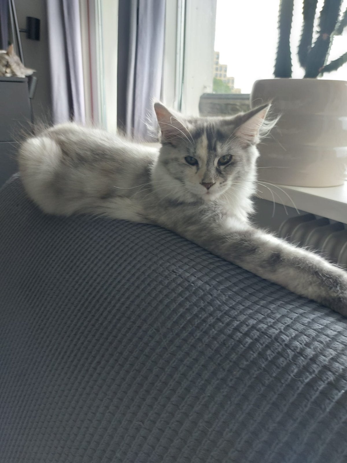 Maine coon poes, Dieren en Toebehoren, Katten en Kittens | Overige Katten, Poes