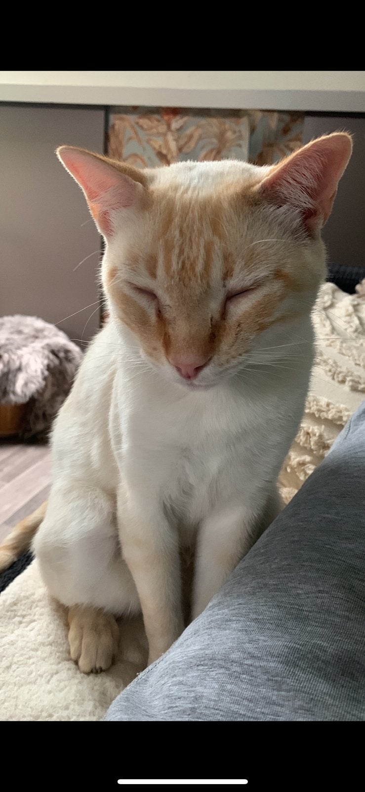 Kater bijna 4 jaar oud aangeboden, Kater, Ontwormd