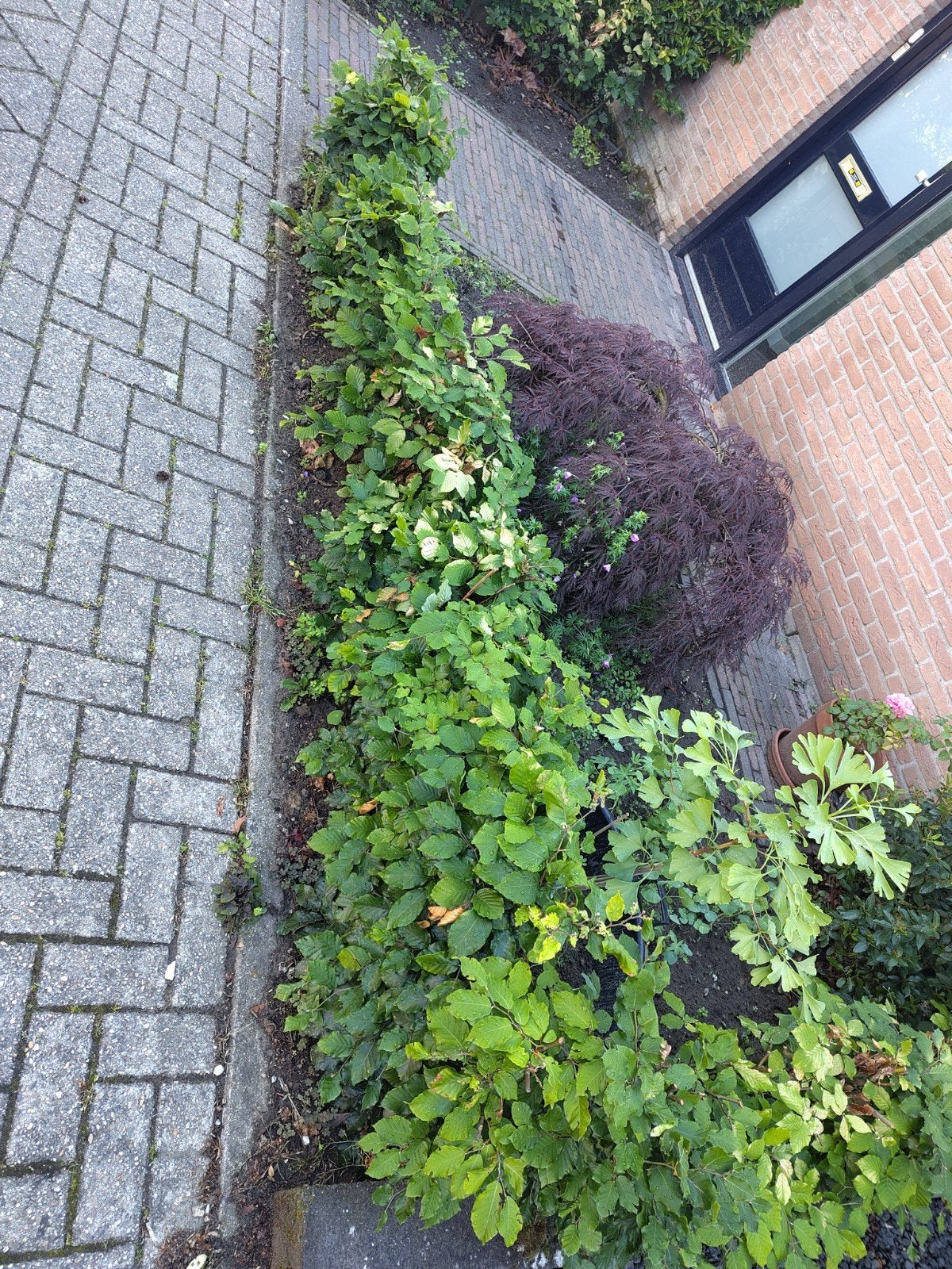 beukenhaag gratis afhalen, Ophalen, Beukenhaag, Minder dan 100 cm