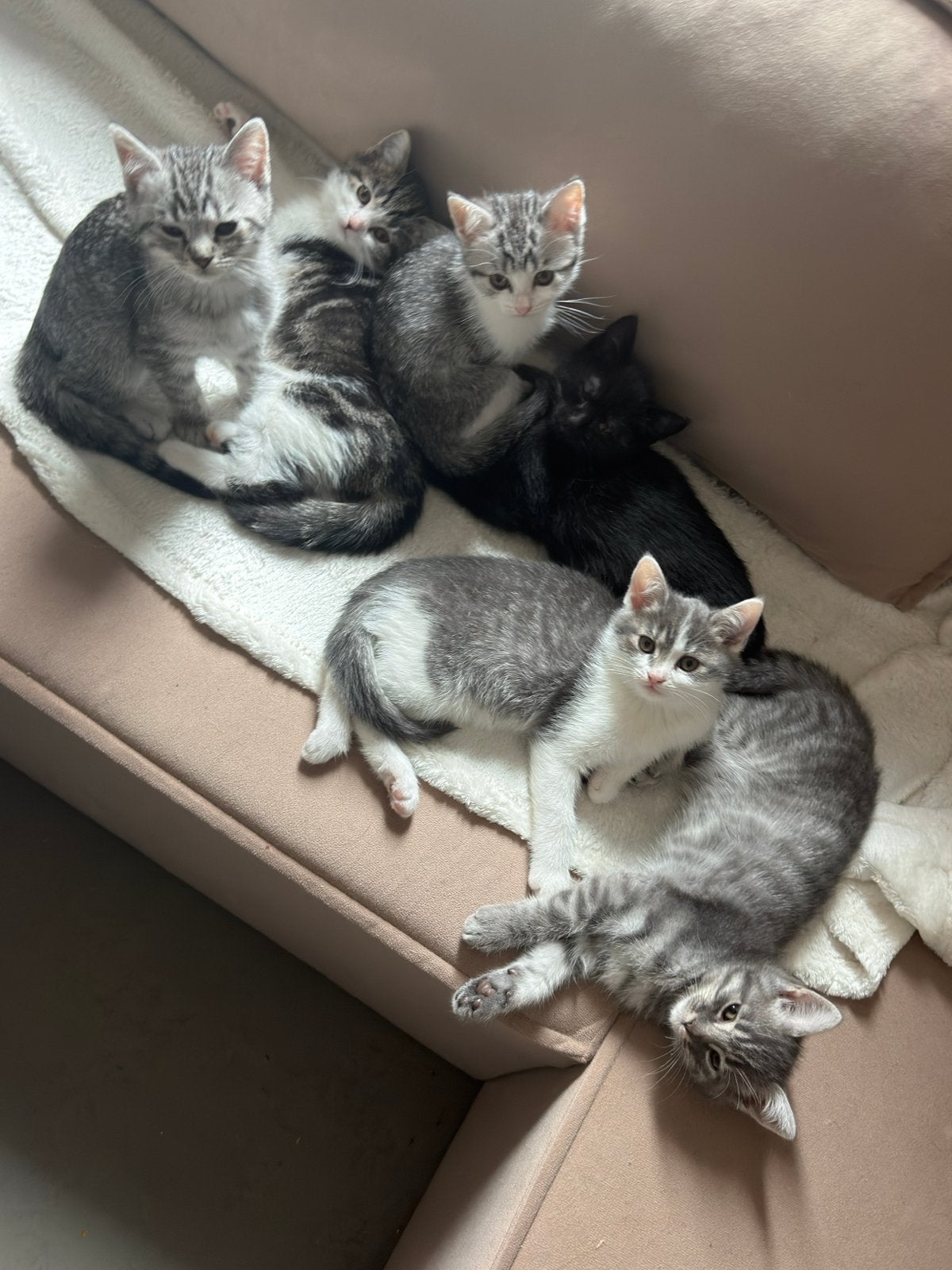 Britse korthaar x Europese kittens, Dieren en Toebehoren, Meerdere dieren, Kortharig, 0 tot 2 jaar