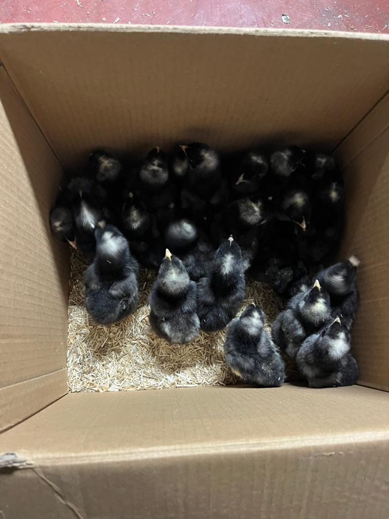 10 haantjes mechelse koekoek, Dieren en Toebehoren, Pluimvee, Mannelijk, Kip
