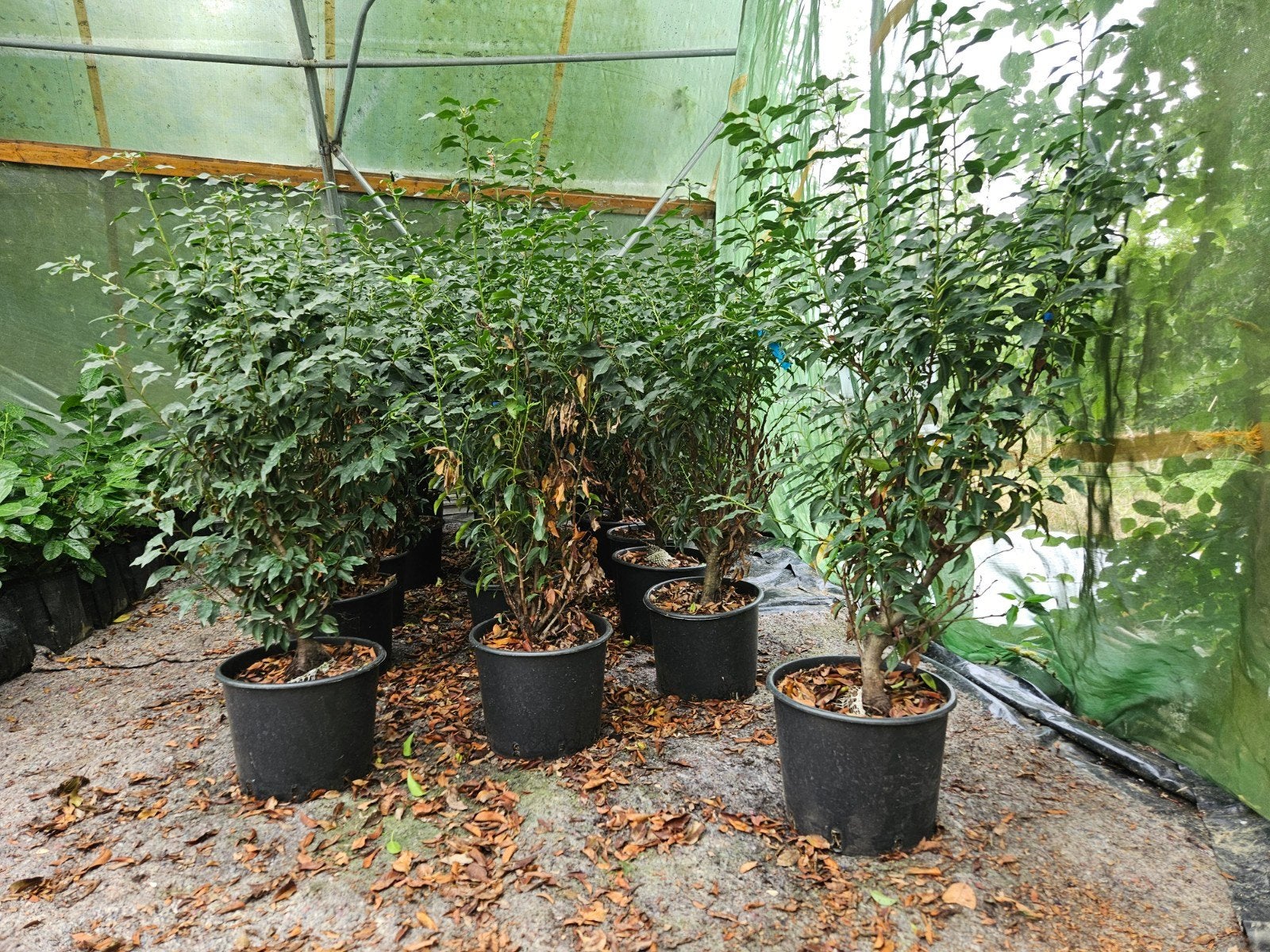 Portugese laurier 125-150, Tuin en Terras, Planten | Struiken en Hagen, Ophalen of Verzenden, Laurier, 100 tot 250 cm