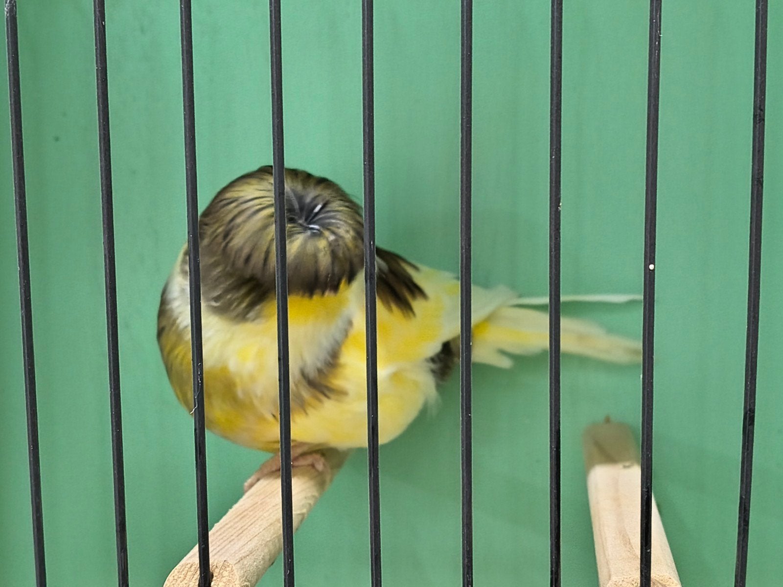 Gloster kanaries, Meerdere dieren, Postuurkanarie