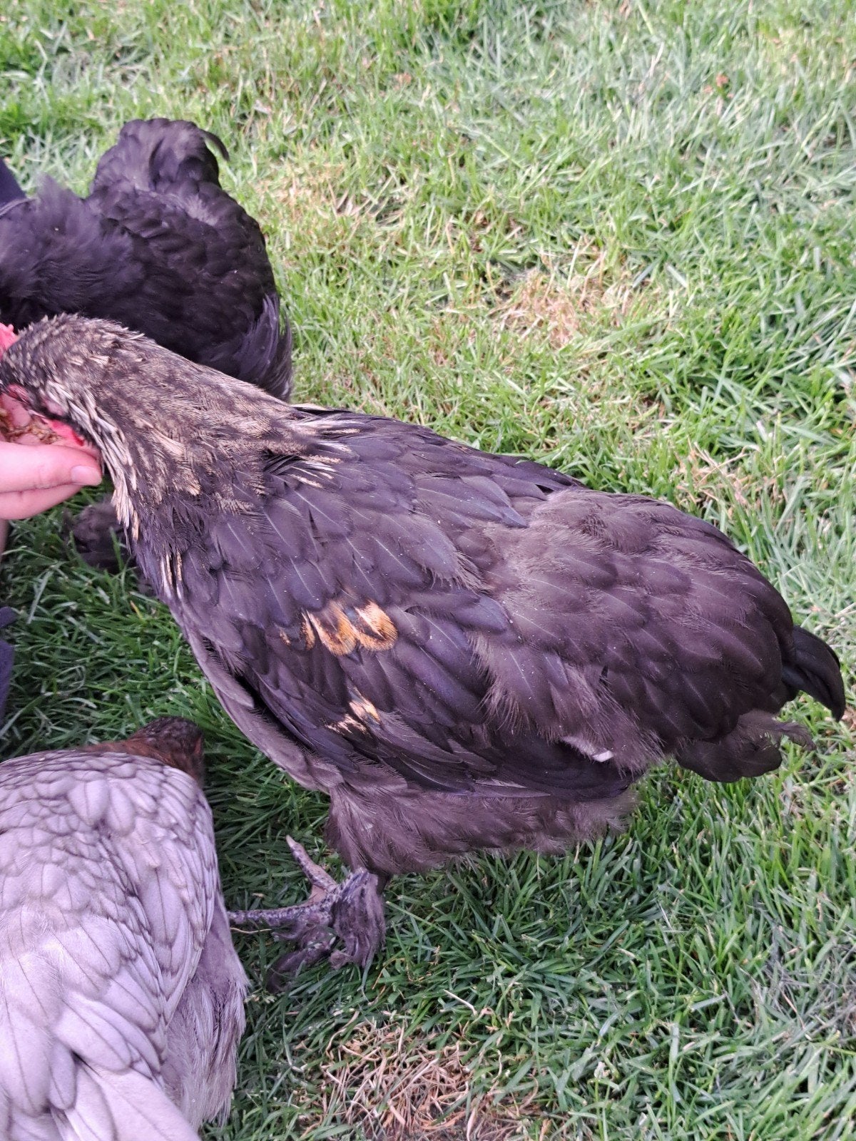 Mooi Marans haantje, Dieren en Toebehoren, Mannelijk, Kip