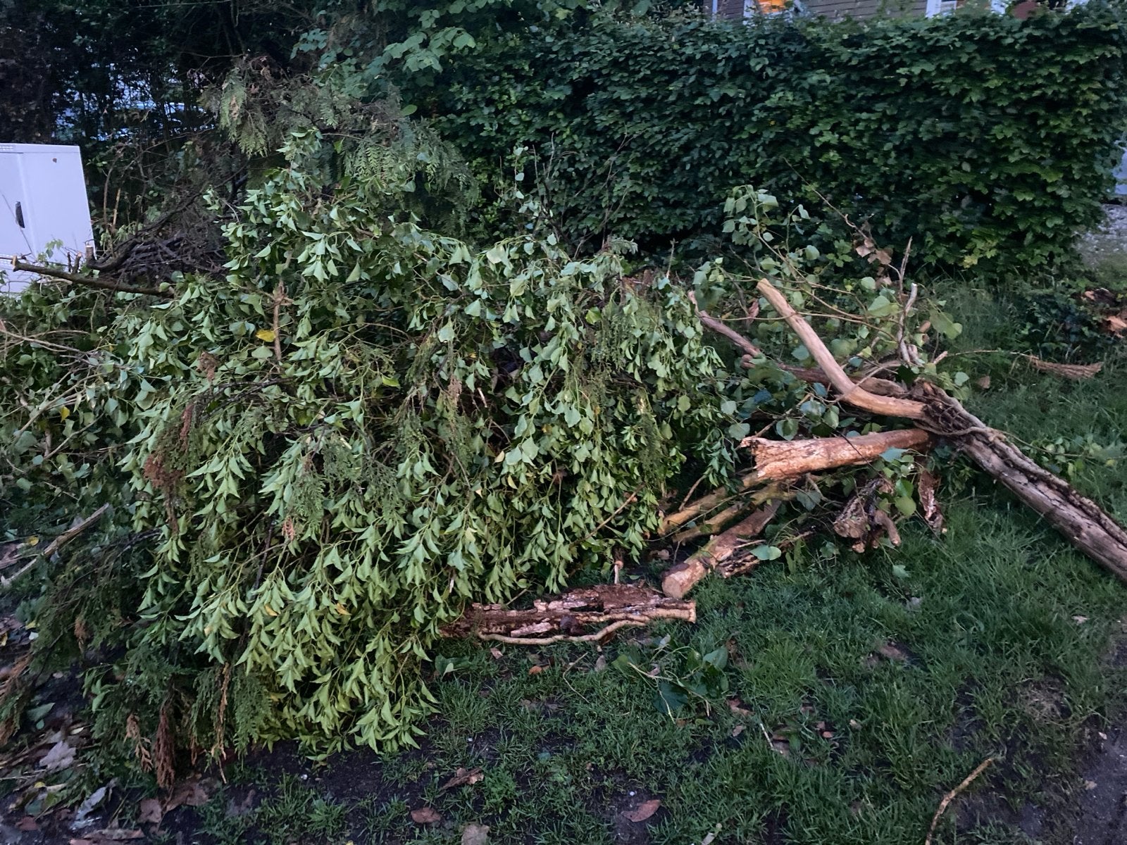 Diverse takken en stammen, gratis af te halen, Tuin en Terras, 3 tot 6 m³, Ophalen of Verzenden, Overige houtsoorten, Takken