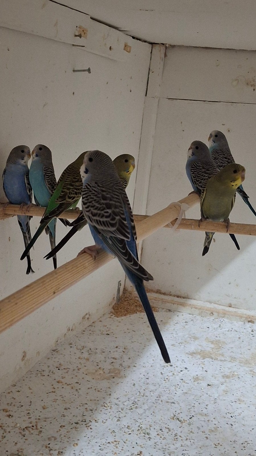 Te koop split blackface parkieten., Dieren en Toebehoren, Meerdere dieren, Parkiet
