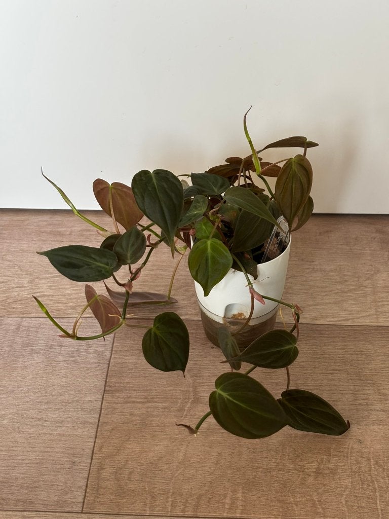 Philodendron miscans, Ophalen of Verzenden, In pot, Halfschaduw, Minder dan 100 cm