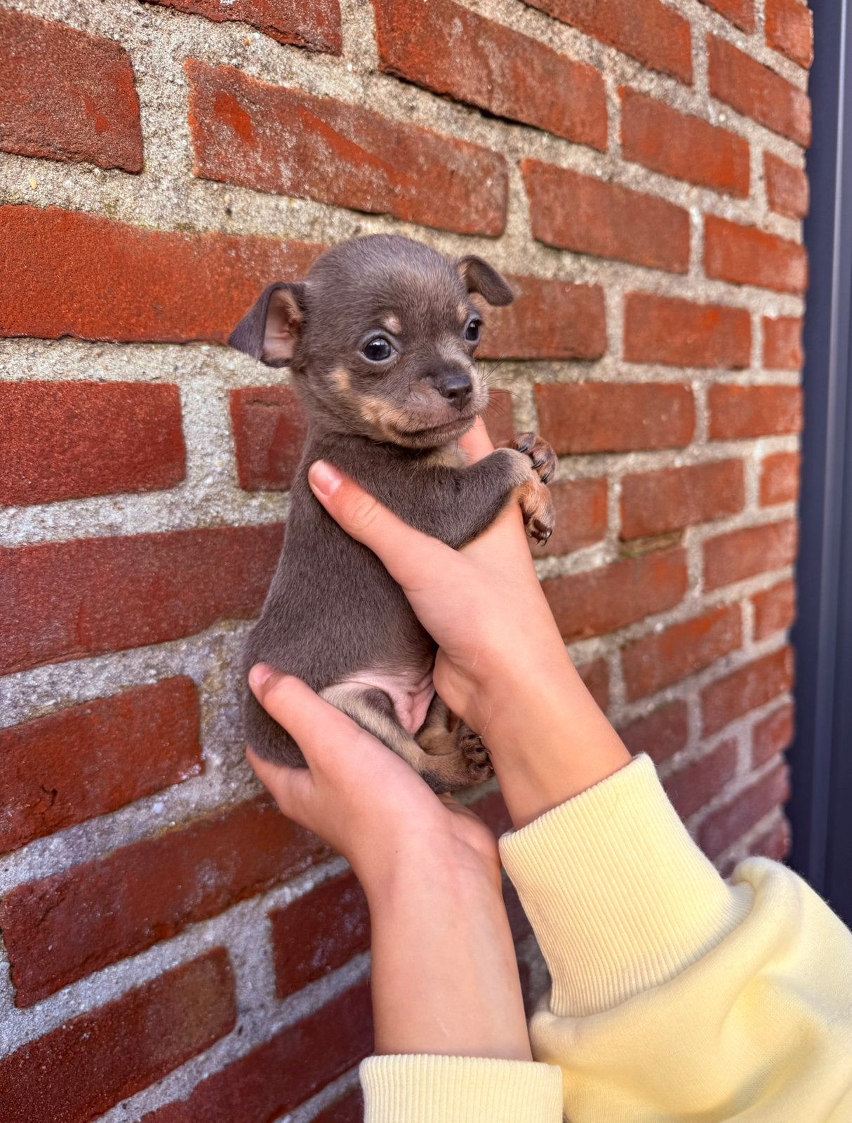 Prachtige chihuahua puppy’s, Dieren en Toebehoren, 8 tot 15 weken, Meerdere, Meerdere dieren, Chihuahua