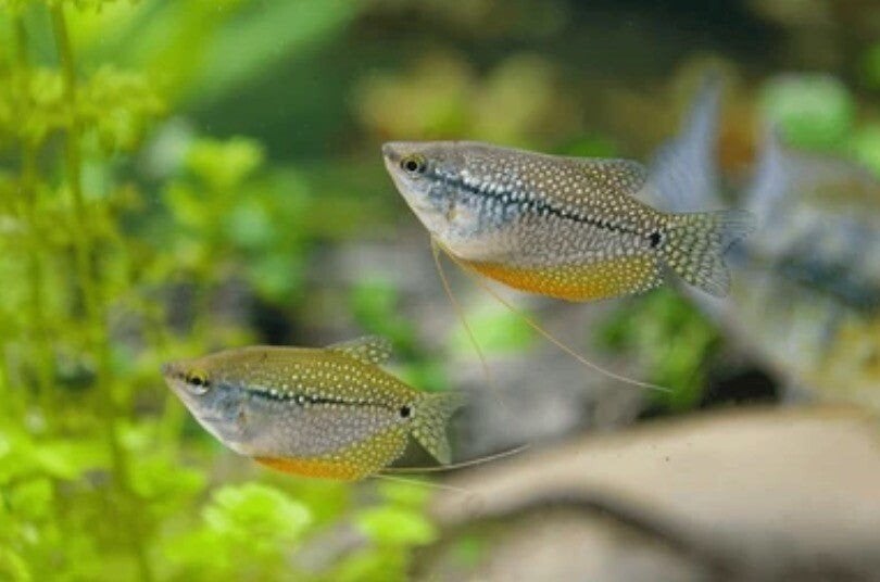 Gratis gouramis,  pleco en planten, Vis