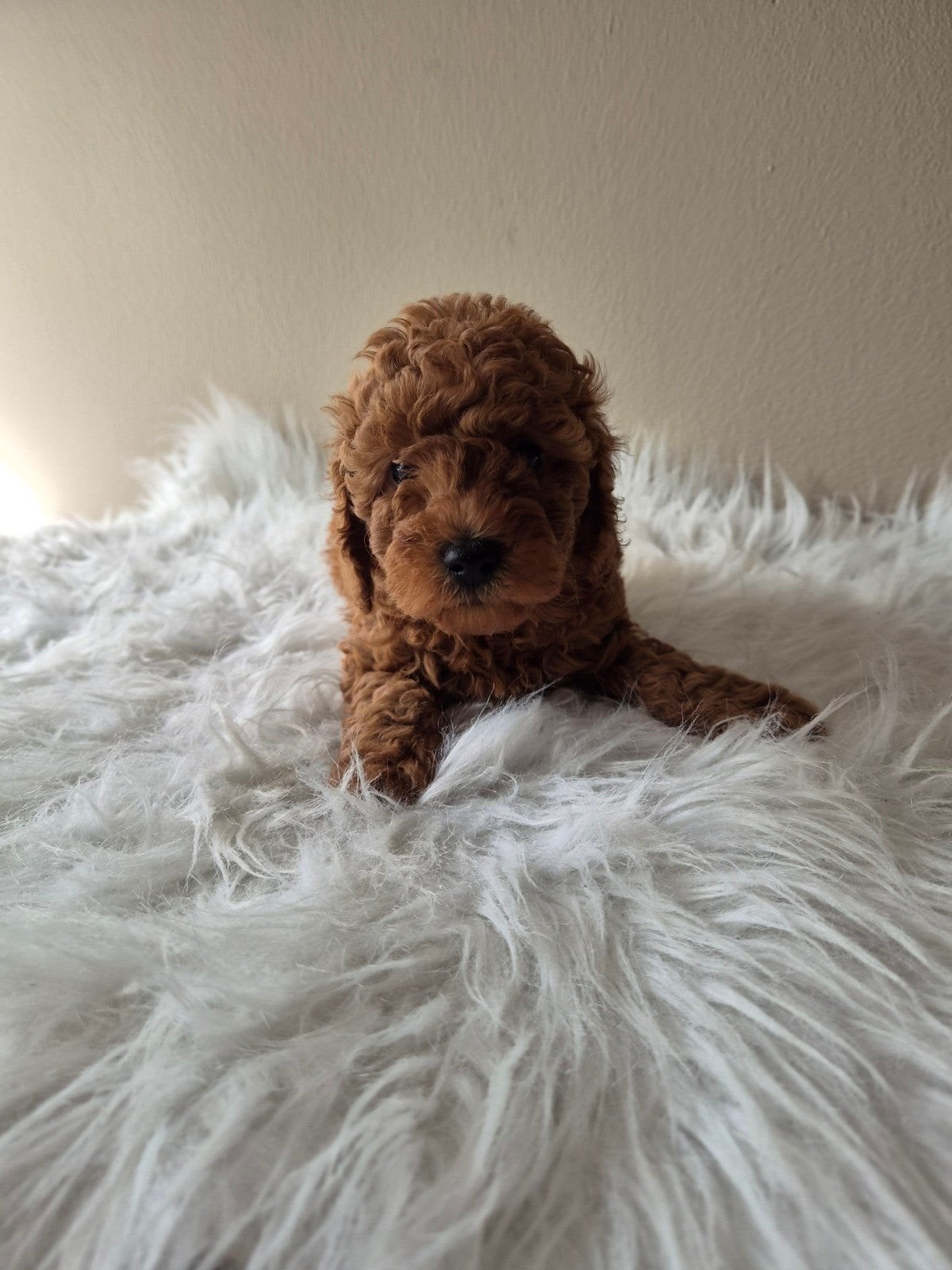 toy poedels, Dieren en Toebehoren, Poedel, 8 tot 15 weken, Meerdere dieren, Eén hond