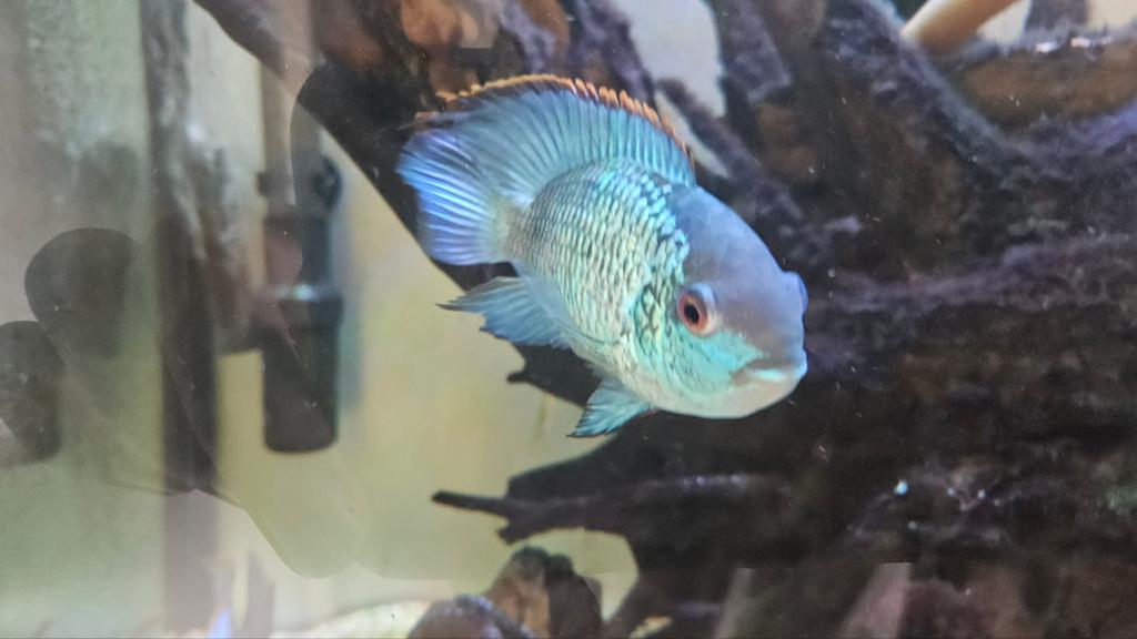 Verschillende vissen te koop, Dieren en Toebehoren, Vissen | Aquariumvissen, Vis
