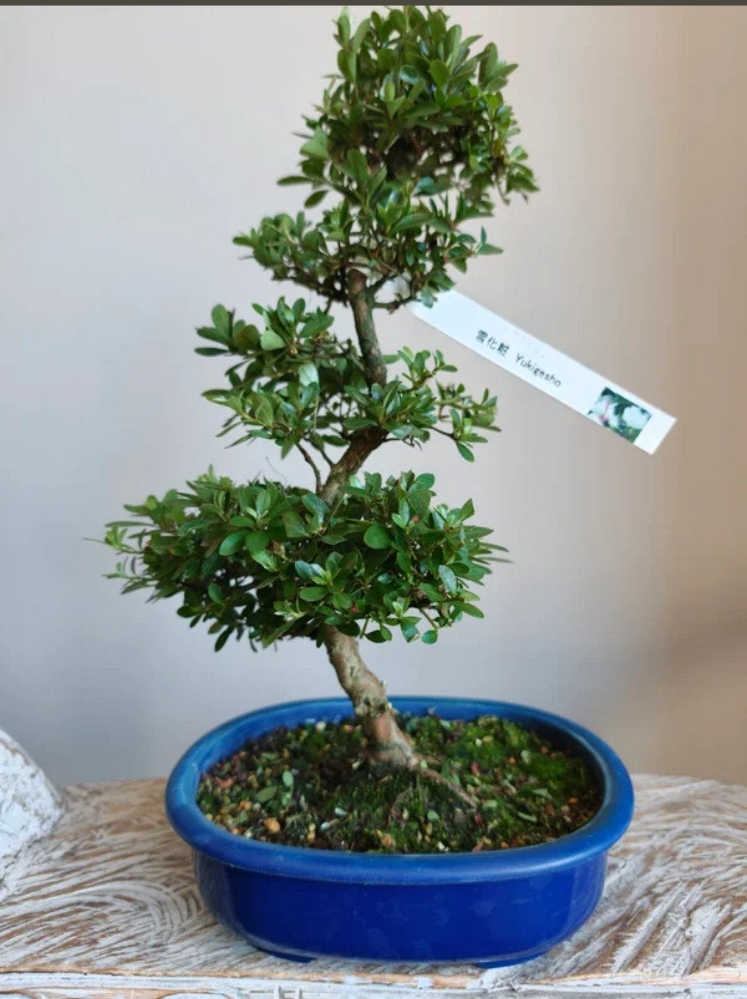 Satsuki Azalea Yukigesho bonsai, Bloeit niet, Halfschaduw, Minder dan 100 cm, Overige soorten