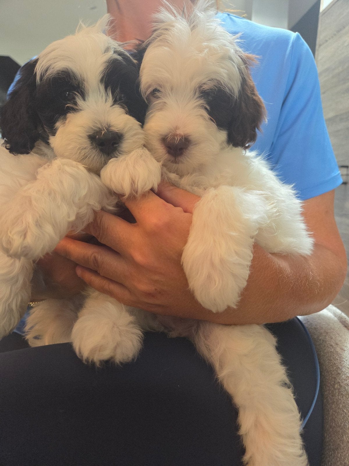 Pups te koop, Dieren en Toebehoren, Honden | Chihuahua's en Gezelschapshonden, Overige rassen, 8 tot 15 weken, Parvo, Meerdere