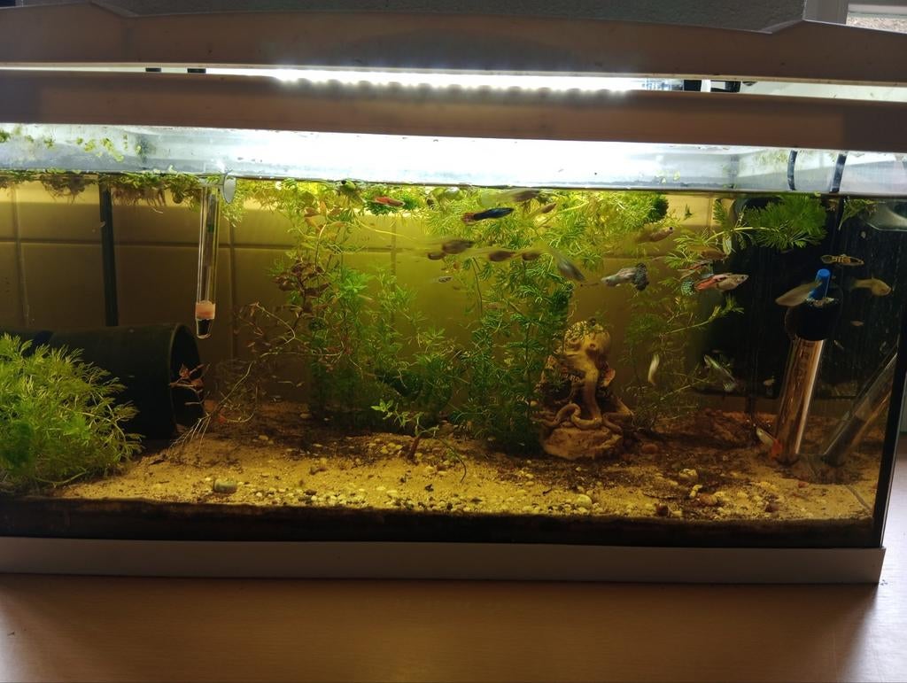 Meerdere aquaria te koop, Vis