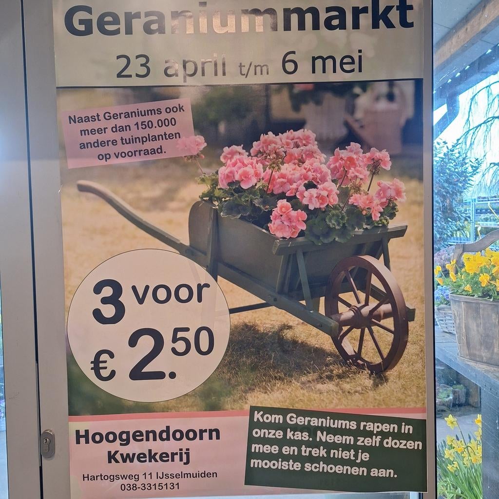 Gratis, Tuin en Terras, Planten | Tuinplanten, Volle zon, Eenjarig, Zomer, Ophalen