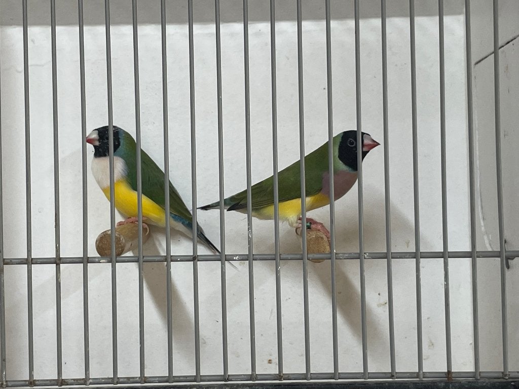 Gouldamadine koppel, Dieren en Toebehoren, Vogels | Overige Vogels, Meerdere dieren, Tropenvogel, Geringd