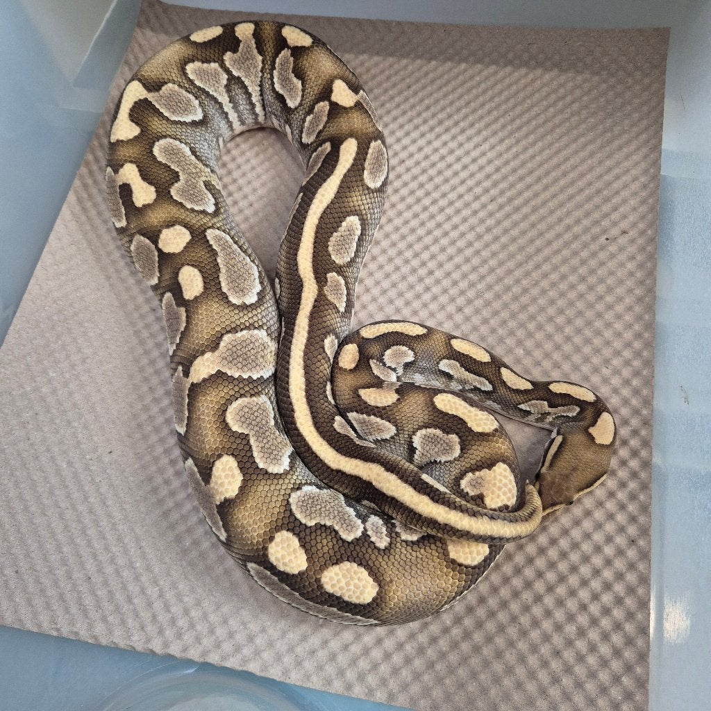 butter YB confusion p. regius Ball Python - unknown for sale from Roundhog serpents