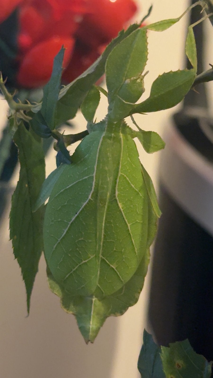 Wandelende blaadjes phyllium philippinicum eitjes, Overige soorten