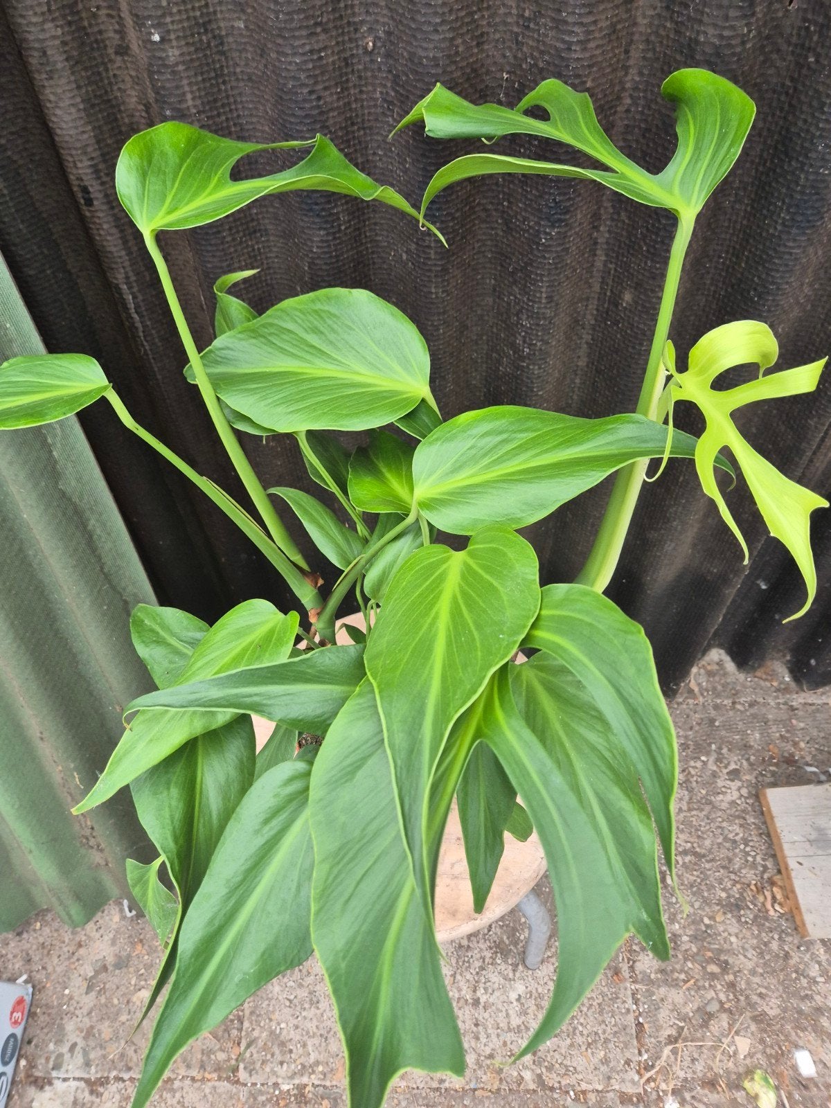 Monstera Burle Marx Flame p15 (F), Huis en Inrichting, Ophalen of Verzenden, Halfschaduw, Minder dan 100 cm