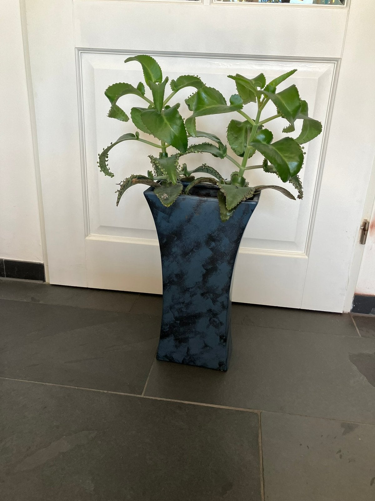 Vetplant in blauwe pot., Ophalen, Vetplant, Halfschaduw, In pot