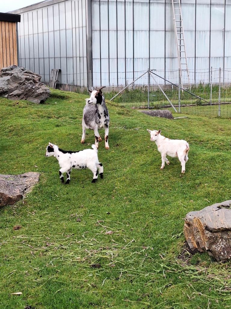 Dwerggeit met lammetjes, Meerdere dieren, Geit