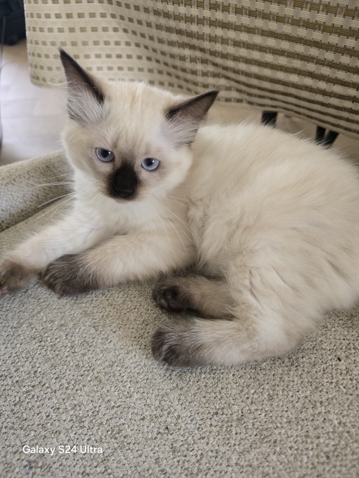 Raszuivere Ragdoll kitten van Mirza&Maysa
(bleupoint), Dieren en Toebehoren, Katten en Kittens | Raskatten | Korthaar, Meerdere dieren