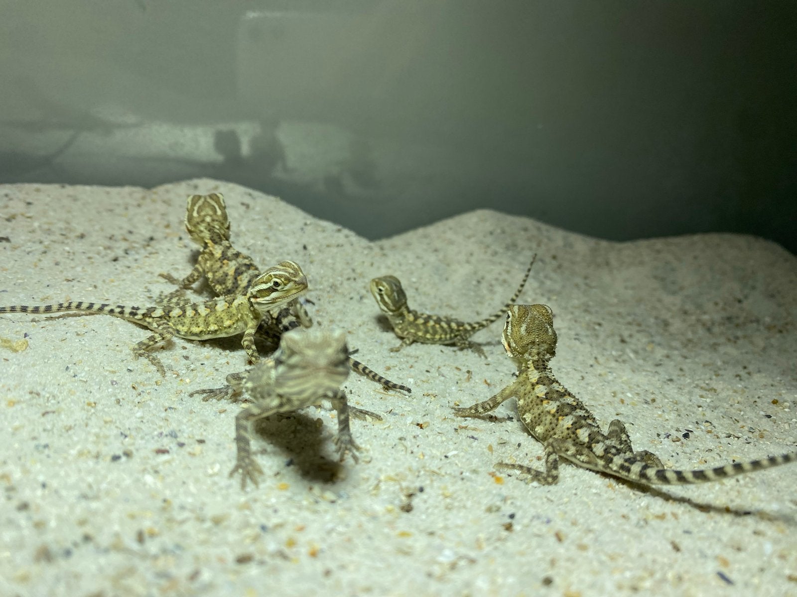 Baby dwergbaardagamen te koop 10 stuks, Dieren en Toebehoren, Overige soorten, 0 tot 2 jaar
