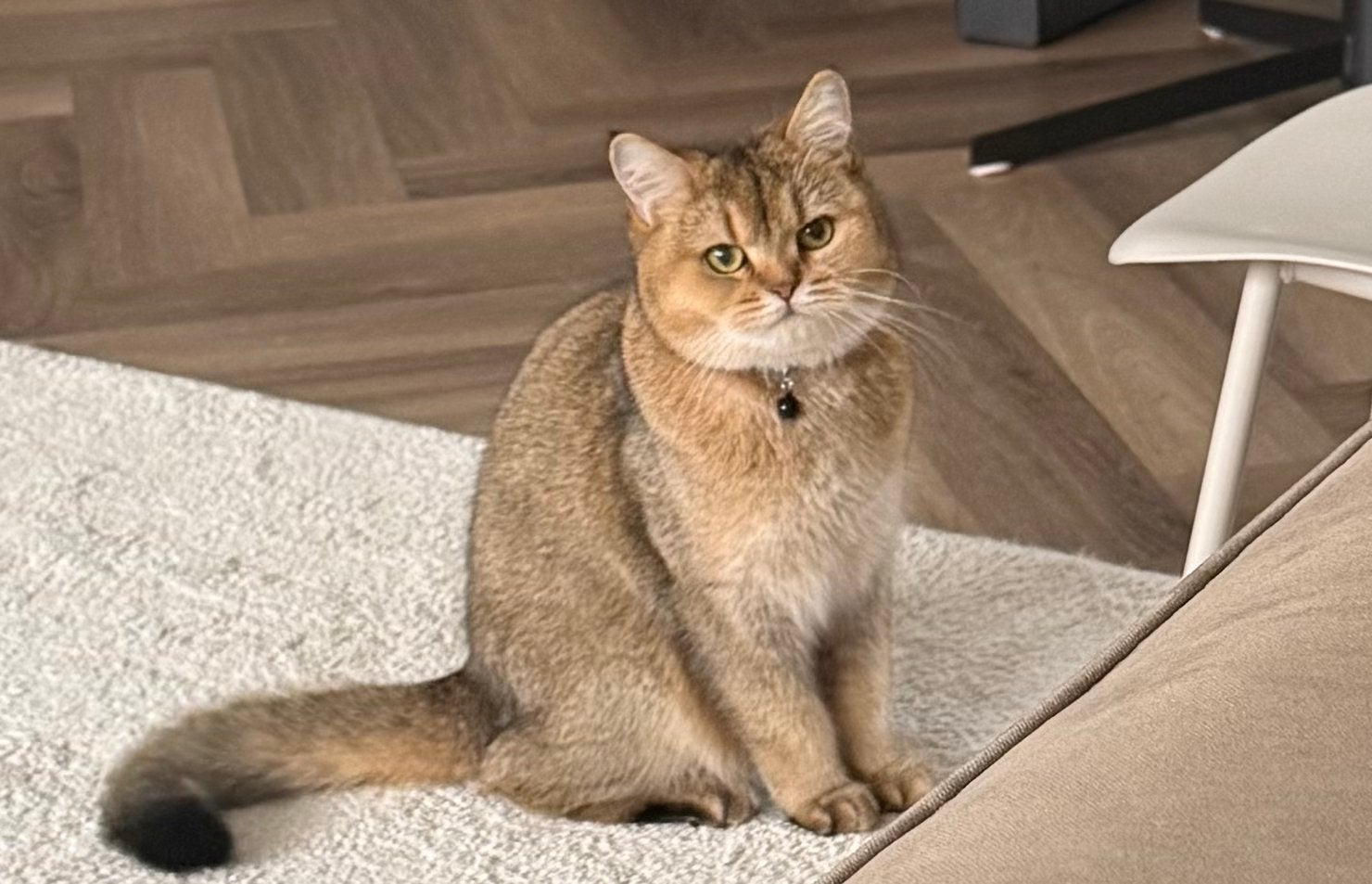 Britsche korthaar, Dieren en Toebehoren, Katten en Kittens | Overige Katten, Poes