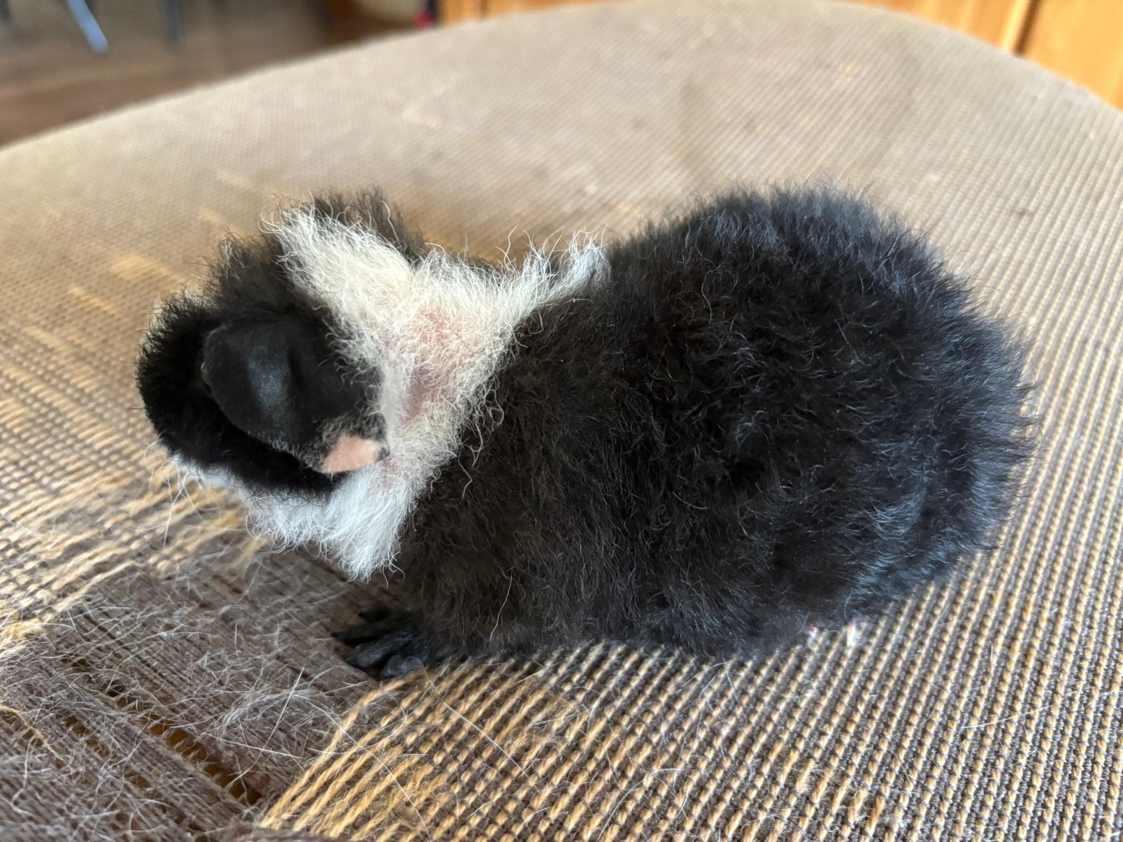Zwart bont US teddy zeugje Coco, Dieren en Toebehoren, Cavia, Juni, Vrouwelijk, Tam