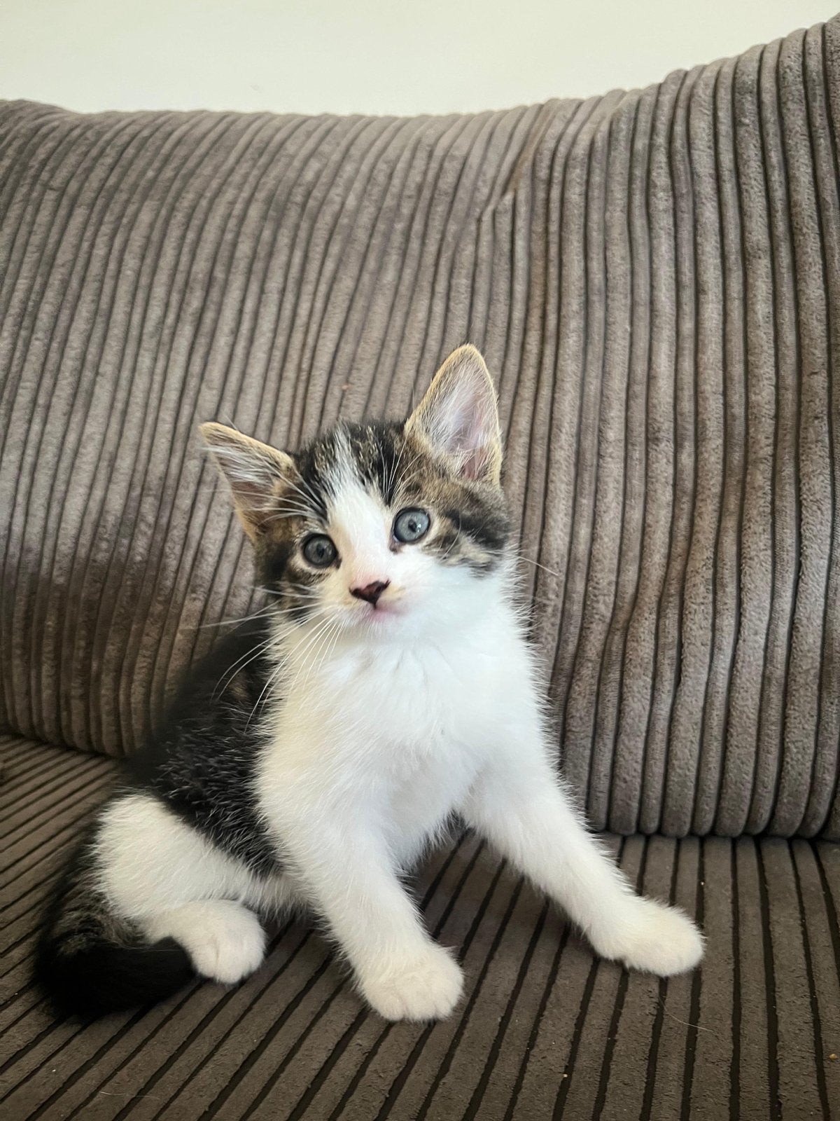 3 langharige katers zoeken een thuis (24 okt.), Kater, Langharig, 0 tot 2 jaar