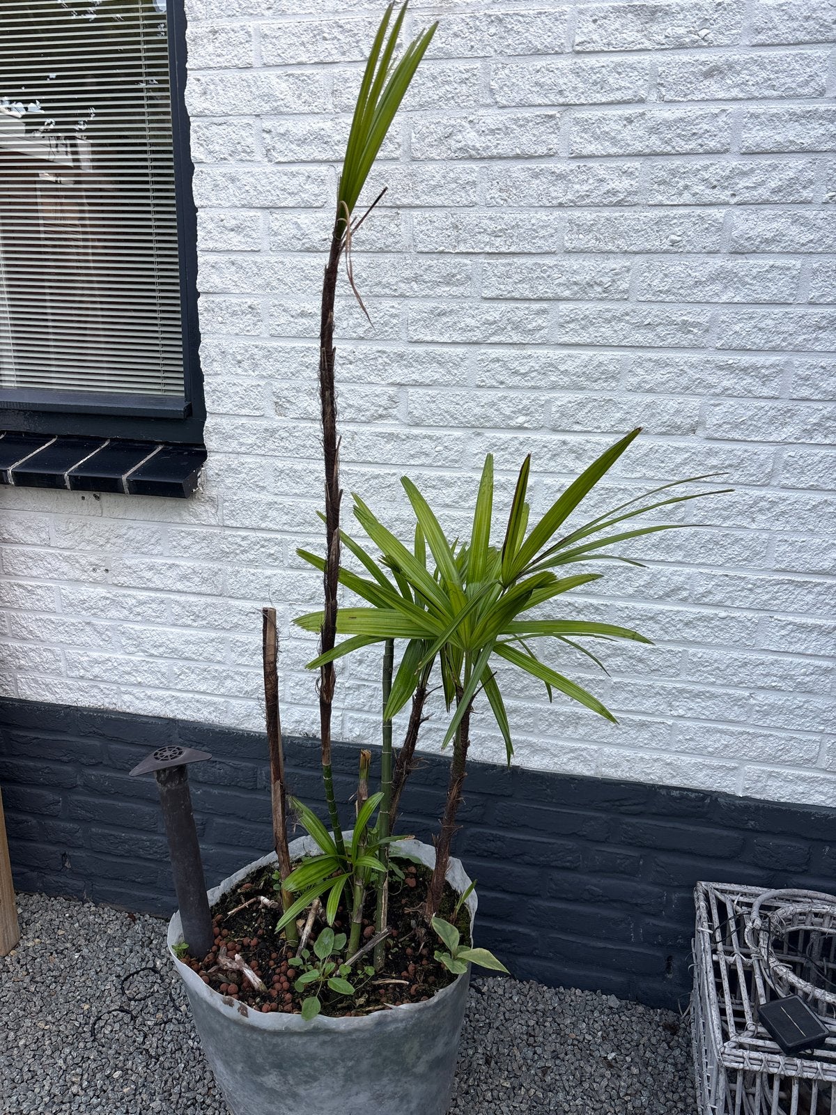 Mooie Rhapis Excelsa (Bamboepalm) in pot, Tuin en Terras, Vaste plant, Bloeit niet, Halfschaduw, Ophalen