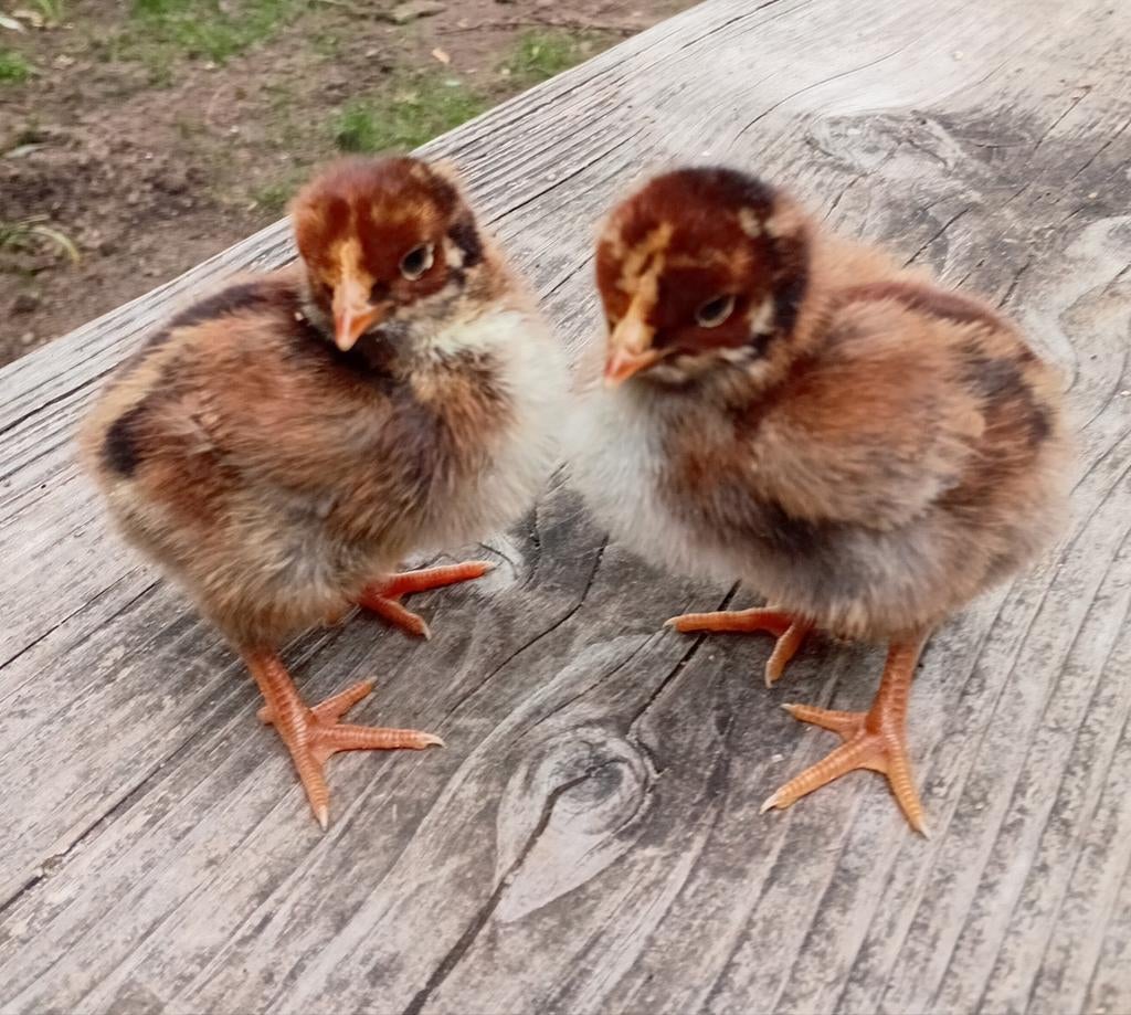 Dubbelgezoomde Barnevelder kuikens, Dieren en Toebehoren, Pluimvee, Geslacht onbekend, Kip