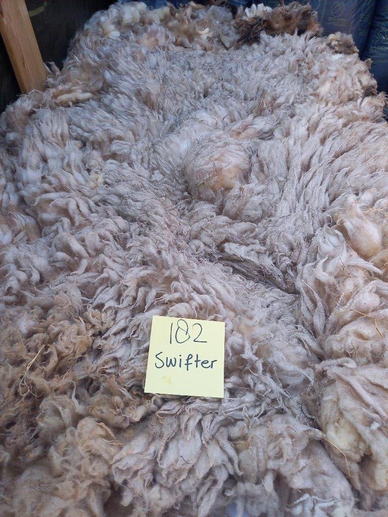 nr 182 Geschoren vacht van een Swifter schaap, Ophalen of Verzenden, Nieuw