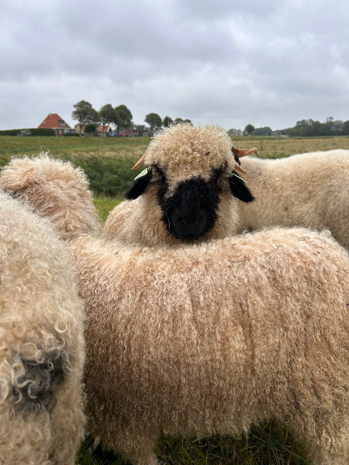 Walliser Schwarznase lammetjes, Meerdere dieren, Schaap, 0 tot 2 jaar
