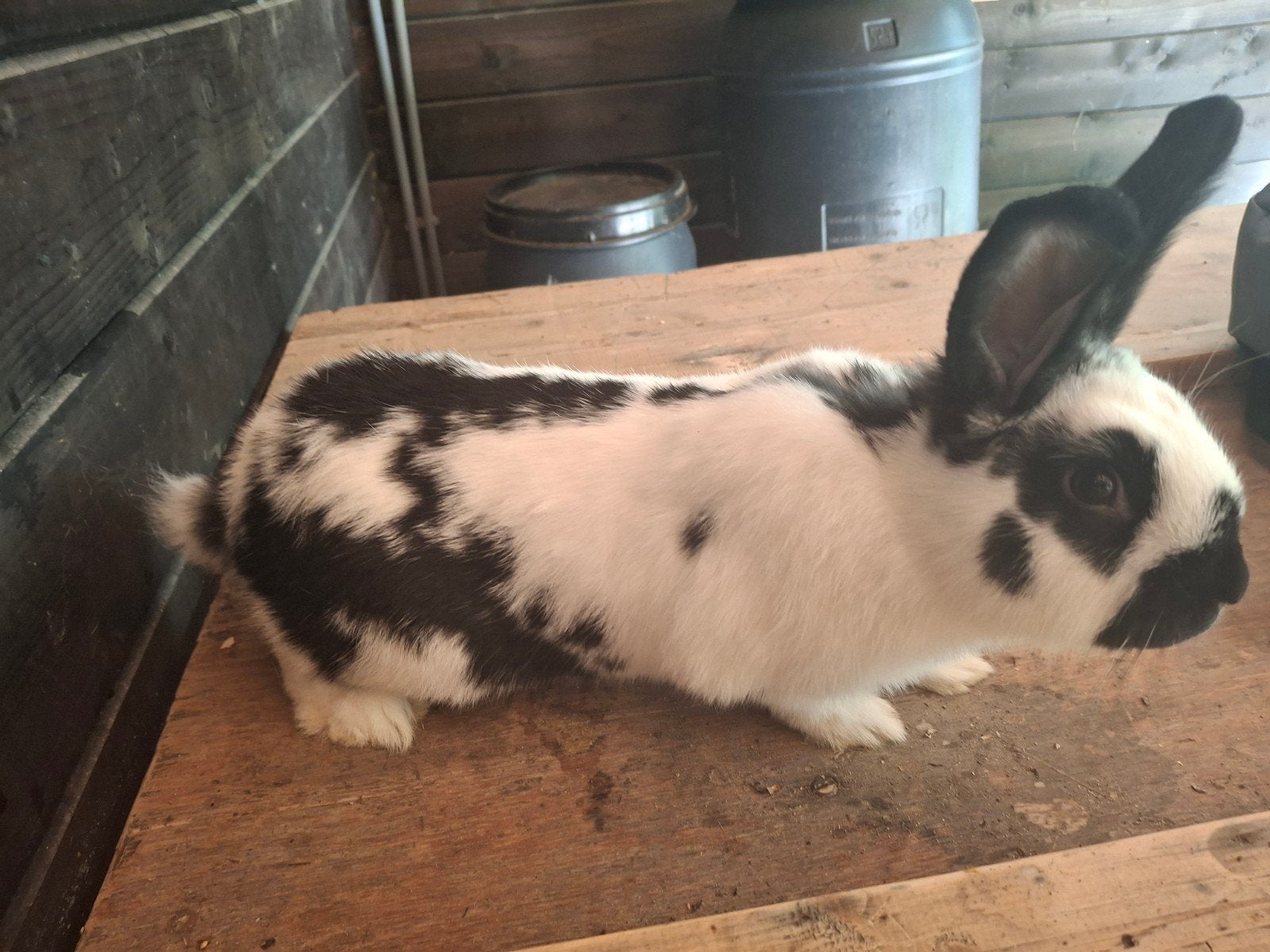 1 ️ Nieuw-Zeelander  Rijnlander konijn (vrouwtjes), Meerdere dieren, Dwerg