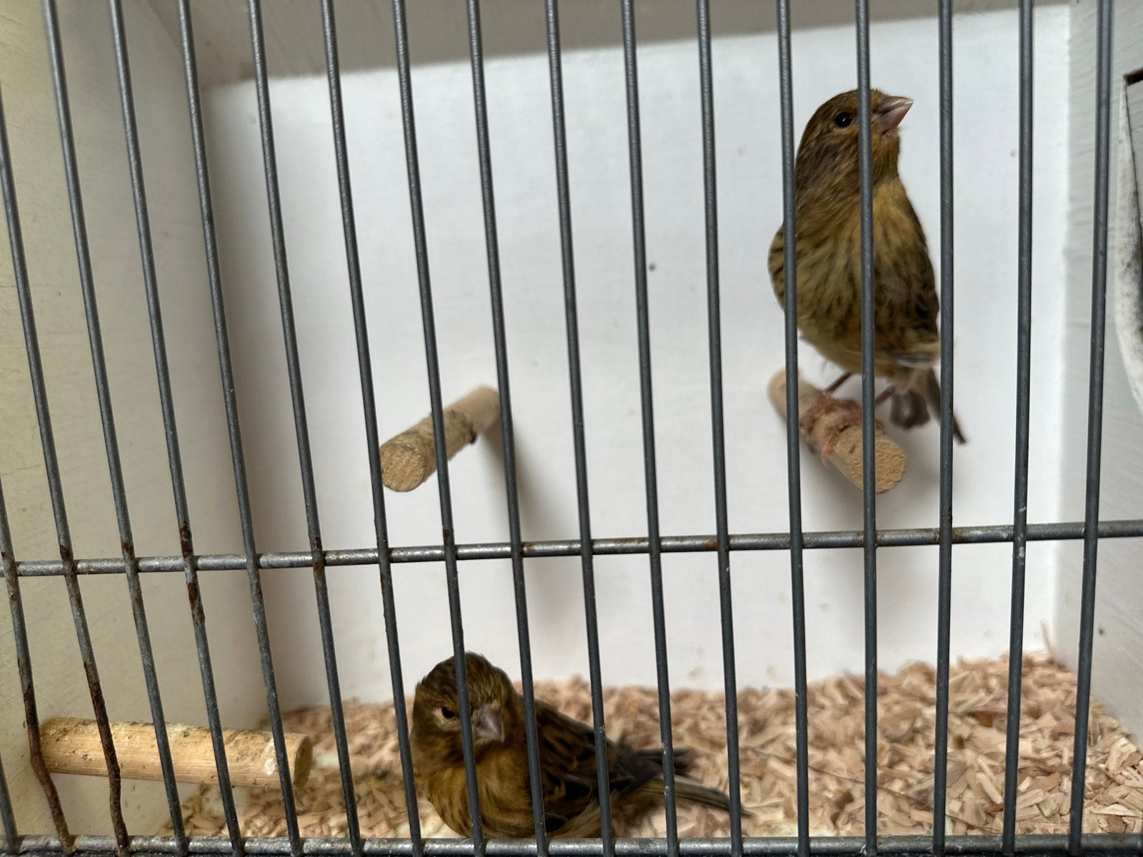 Prachtige Groene / Brons Kanaries van 2026 te koop!, Dieren en Toebehoren, Vogels | Kanaries, Meerdere dieren, Kleurkanarie