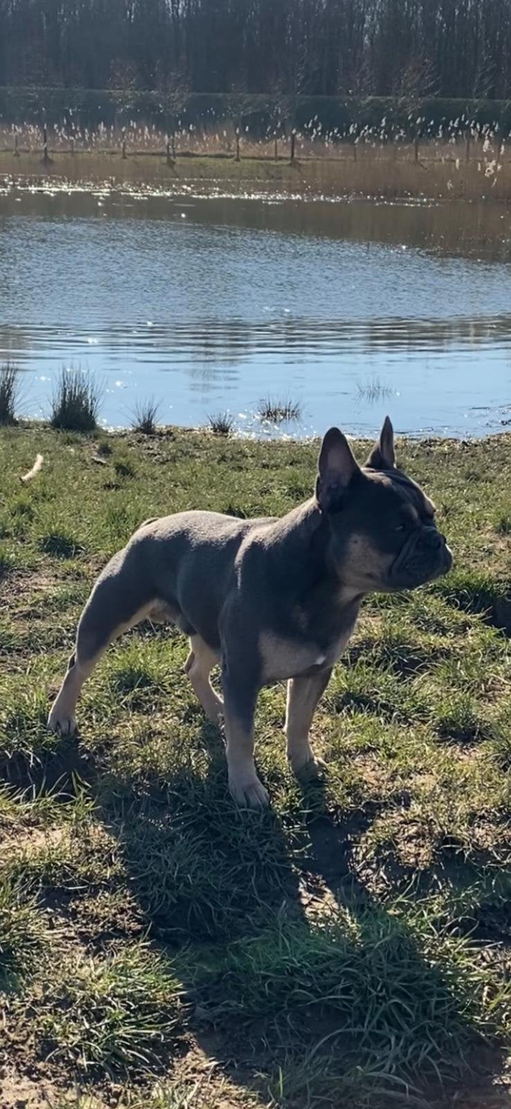 Dekreu franse bulldog, Reu, Eén hond, 3 tot 5 jaar, Nederland