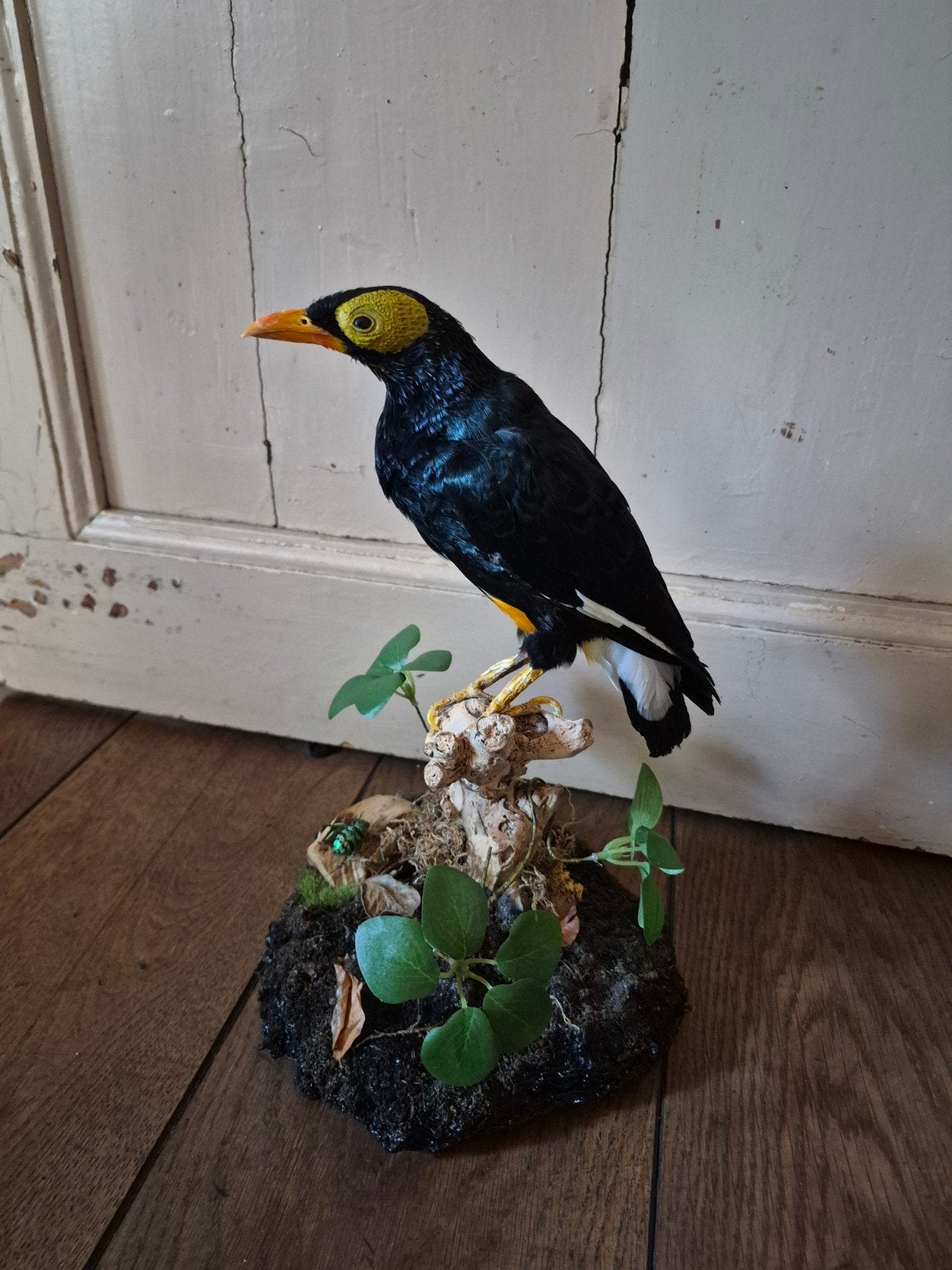 opgezette beo, Ophalen of Verzenden, Zo goed als nieuw, Vogel, Opgezet dier